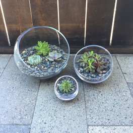 Three small succulent arrangements in clear glass bowls with pebbles.