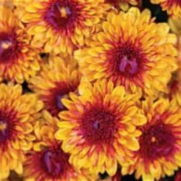 Close-up of yellow and red chrysanthemums clustered together