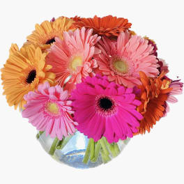 Bouquet of colorful gerbera daisies in a clear glass vase