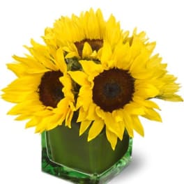 Compact arrangement of bright yellow sunflowers in a green glass cube vase