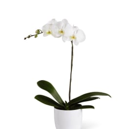 FTD White Orchid Planter