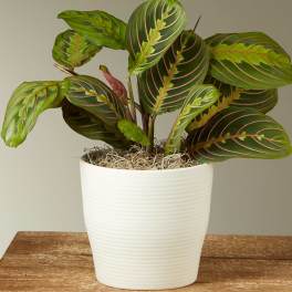 Red Prayer Plant