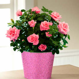 Kiss Me Quick Valentine's Day Mini Rose