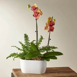 Autumn Glow Orchid & Fern Garden