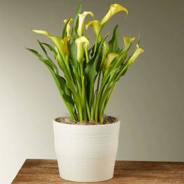 Yellow Calla Lily Plant