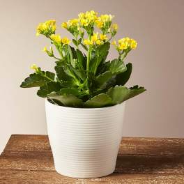 Yellow Kalanchoe Plant