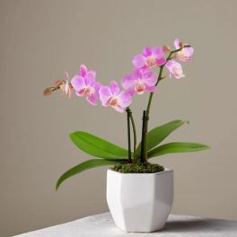Someone Like You Pink Orchid