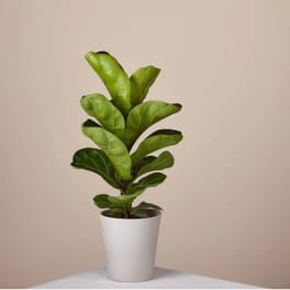 Fiddle Leaf Fig Plant