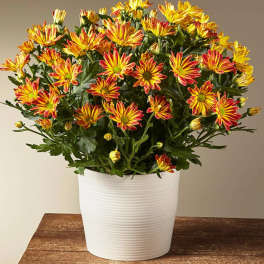 Harvest Sunset Mum