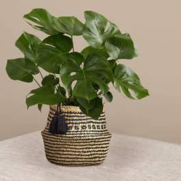 Monstera in Basket
