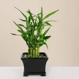 Double Lucky Bamboo