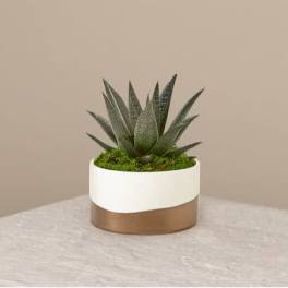 Aloe Flow Plant