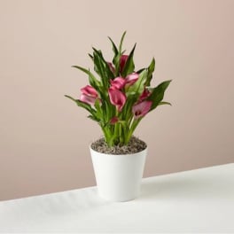 Bold Pink Calla Lily Plant