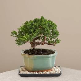 Juniper Bonsai Tree