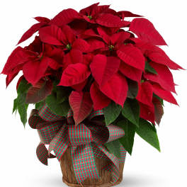 Large Red Poinsettia