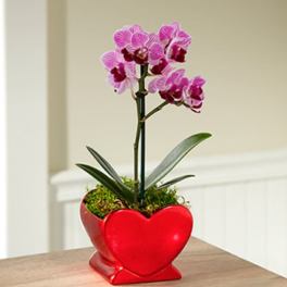Heart Full of Love Valentine's Day Orchid Plant