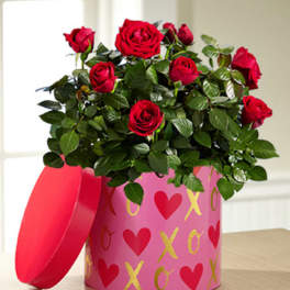 It's Love Valentine's Day Mini Rose