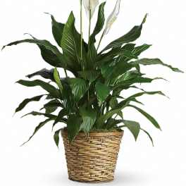 Peace lily plant with white blooms in a woven basket pot