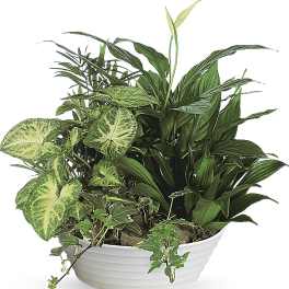Mixed green houseplants arranged in a low white bowl planter