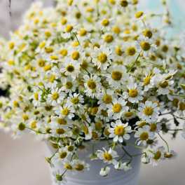 Chamomile Please