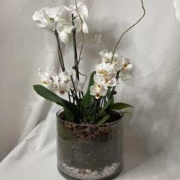 White orchids arranged in a clear glass cylinder planter