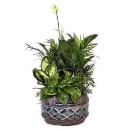 Potted green houseplant arrangement in a decorative ceramic planter