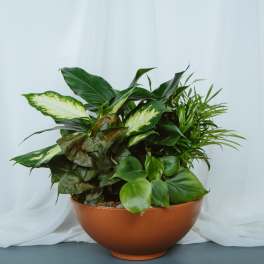 Terracotta Dish Garden 10in