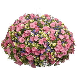 Large hanging basket of pink, white, and purple flowers