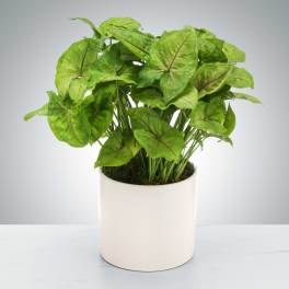 Potted green foliage plant with heart-shaped leaves in a white ceramic pot