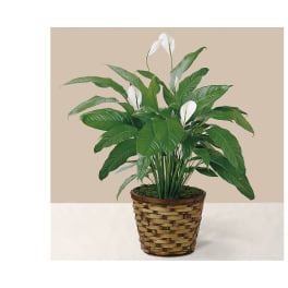 Potted peace lily plant with white blooms in a woven basket