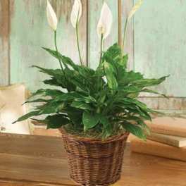PEACE LILY FLOOR PLANT 6"D
