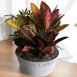 Dish Garden Plant 443