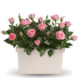 Rose Repose