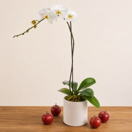 White orchid plant in a white pot with red apples on a wooden table