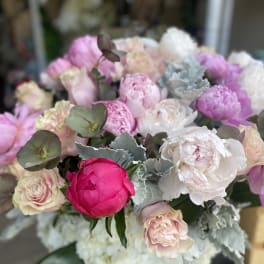 Majestic Peonies