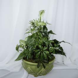 Ceramic Dish Garden 10in