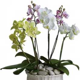 Potted orchid arrangement with white, green, and purple blooms in a white ceramic bowl