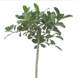 Ficus Audrey (plant only)