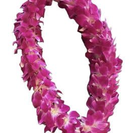 Magenta orchid lei on a white background