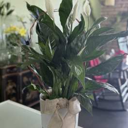 Potted peace lily with white blooms in a white container tied with a burlap bow