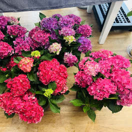 Hydrangea plant