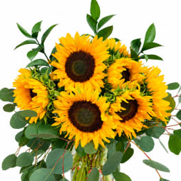 Bouquet of yellow sunflowers with eucalyptus in a clear glass vase