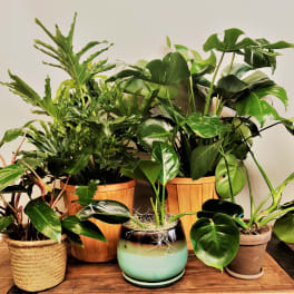 Assorted potted houseplants arranged on a wooden surface