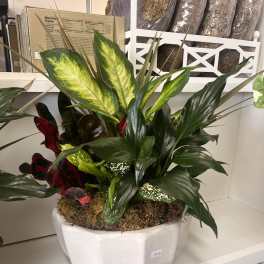 Mixed potted tropical foliage arrangement in a white planter