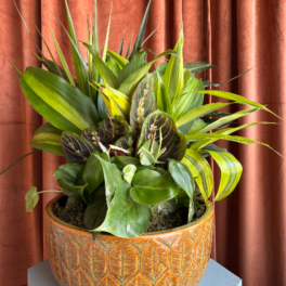 12 Inch Dish Garden