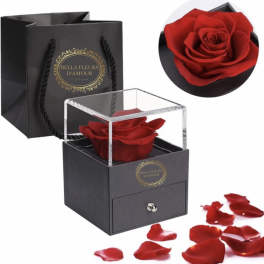 Red rose in a black gift box with a clear lid and scattered petals