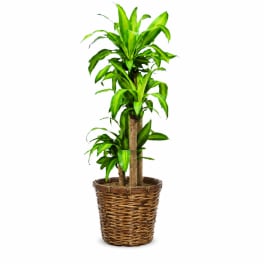 Potted green dracaena plant in a woven basket