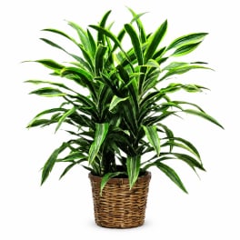 Potted green houseplant in a woven basket planter