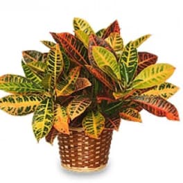 Potted croton plant with multicolored leaves in a woven basket