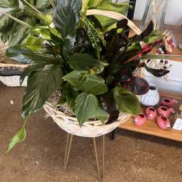 Mixed tropical foliage arrangement in a white basket